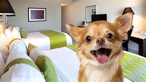 hotel petfriendly puebla